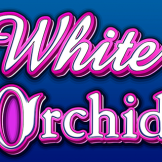 White Orchid logó